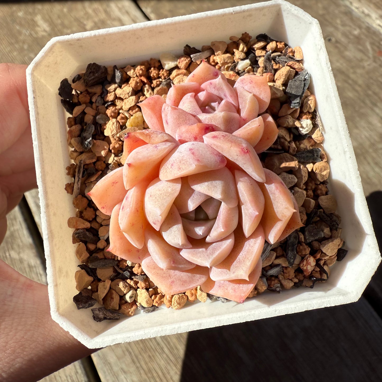 1908 Echeveria Pure Love