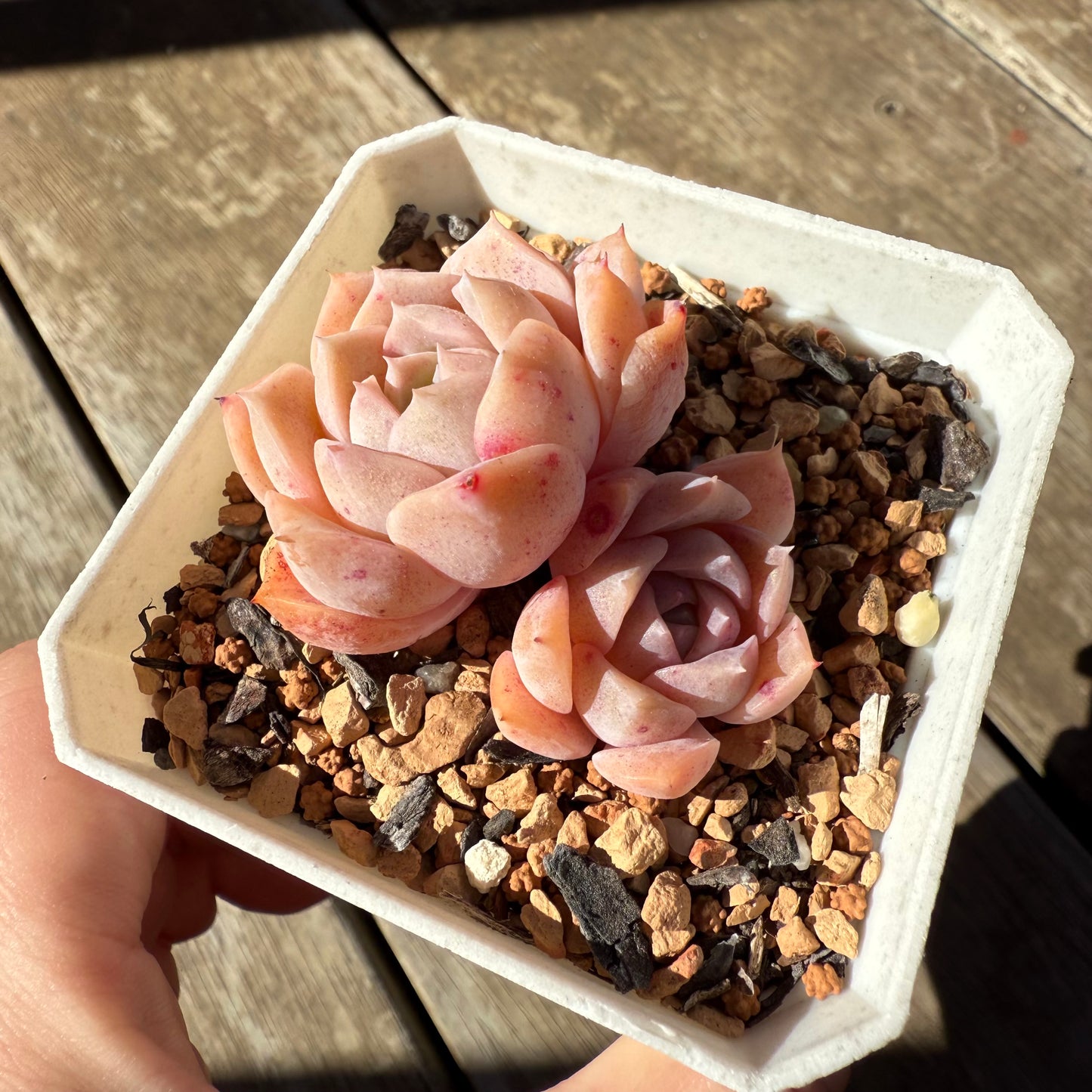 1908 Echeveria Pure Love