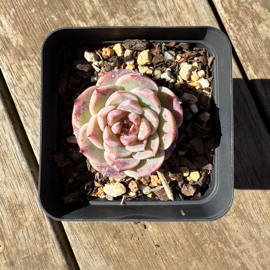 1908 Echeveria Red Velvet