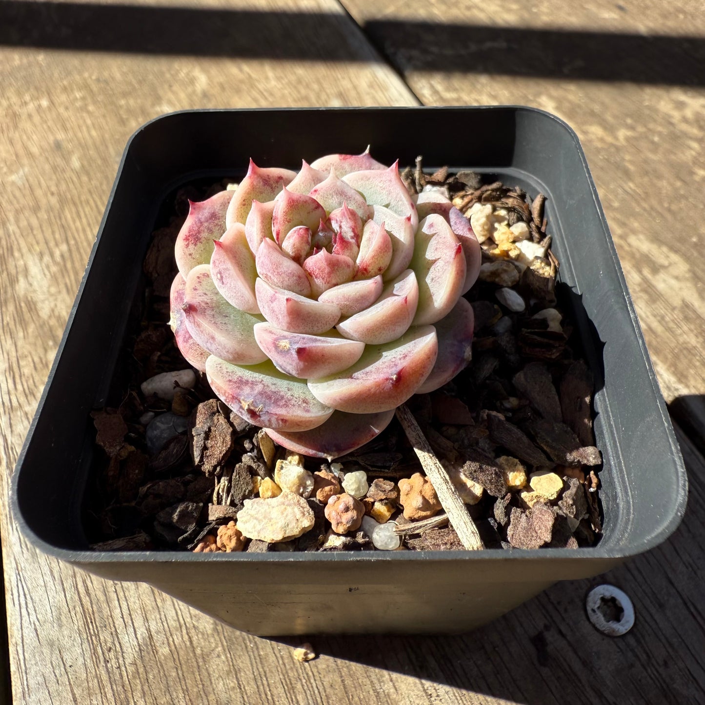 1908 Echeveria Red Velvet