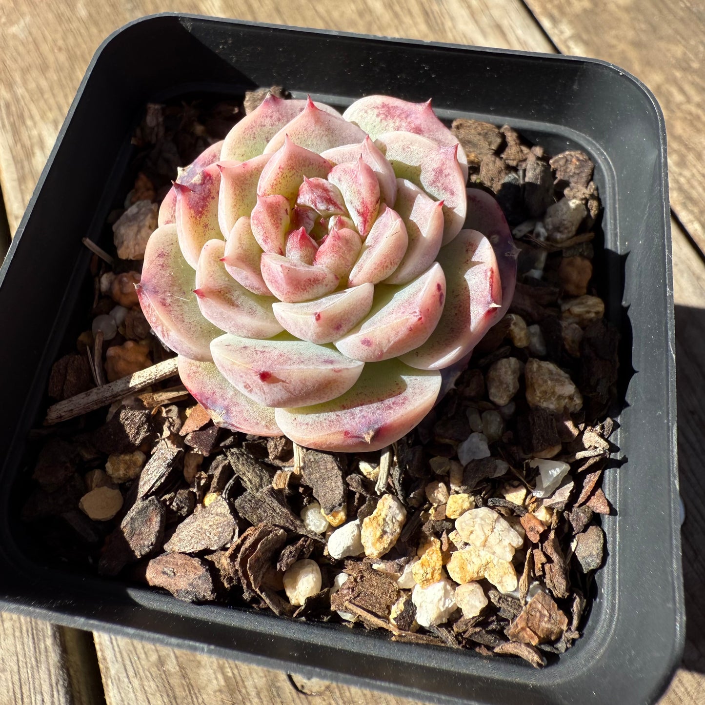 1908 Echeveria Red Velvet