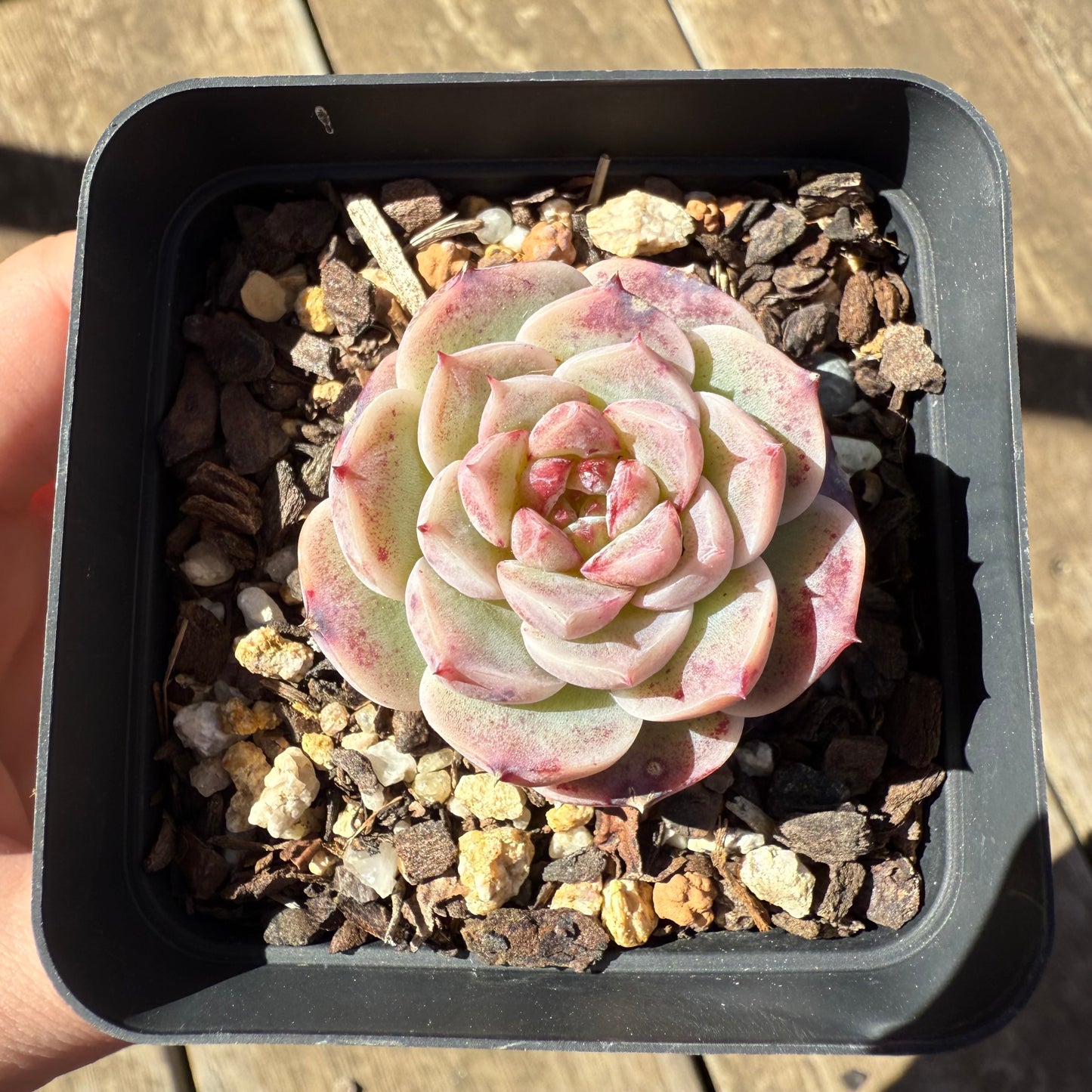 1908 Echeveria Red Velvet