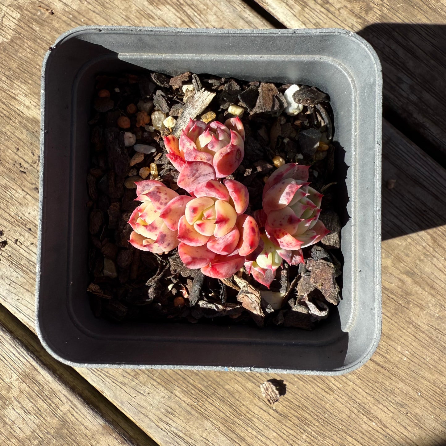 1908 Echeveria Shichifuku Bini / Nana Hook