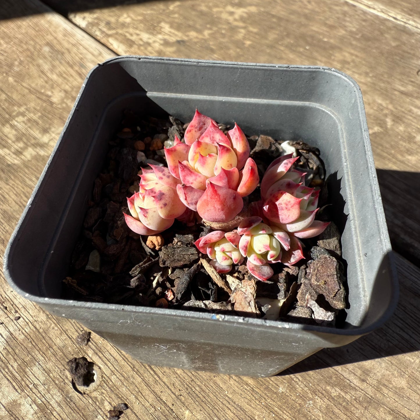 1908 Echeveria Shichifuku Bini / Nana Hook