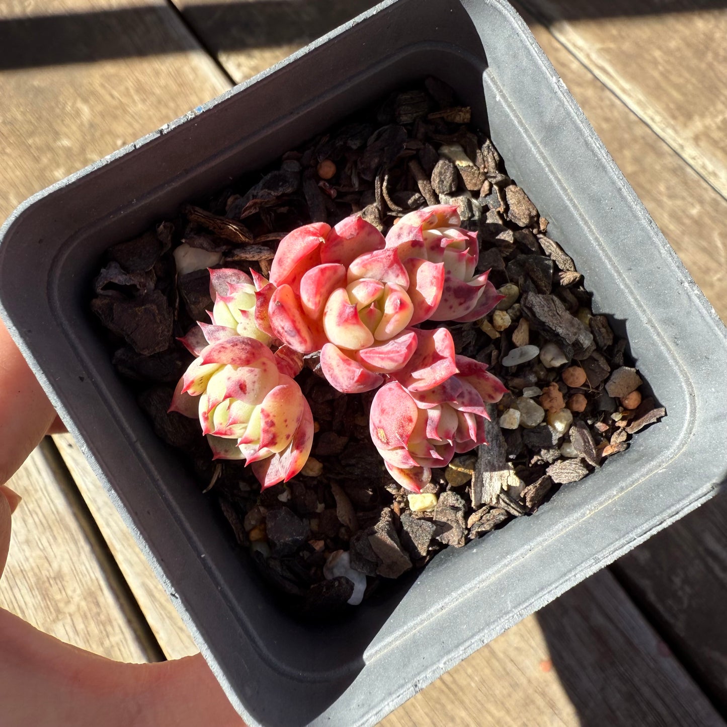 1908 Echeveria Shichifuku Bini / Nana Hook
