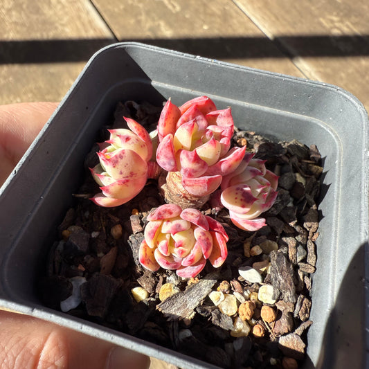 1908 Echeveria Shichifuku Bini / Nana Hook