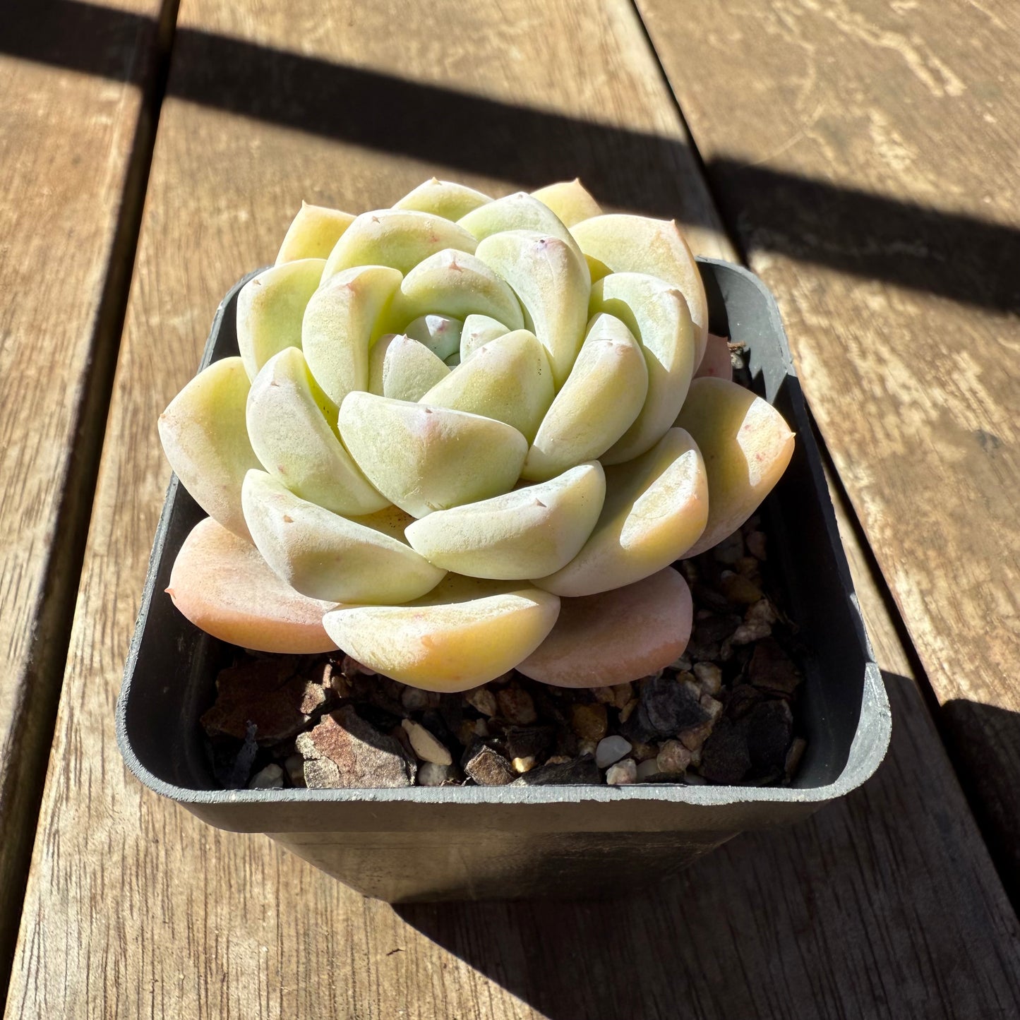 1908 Echeveria 'White Shell'