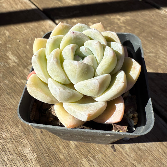 1908 Echeveria 'White Shell'