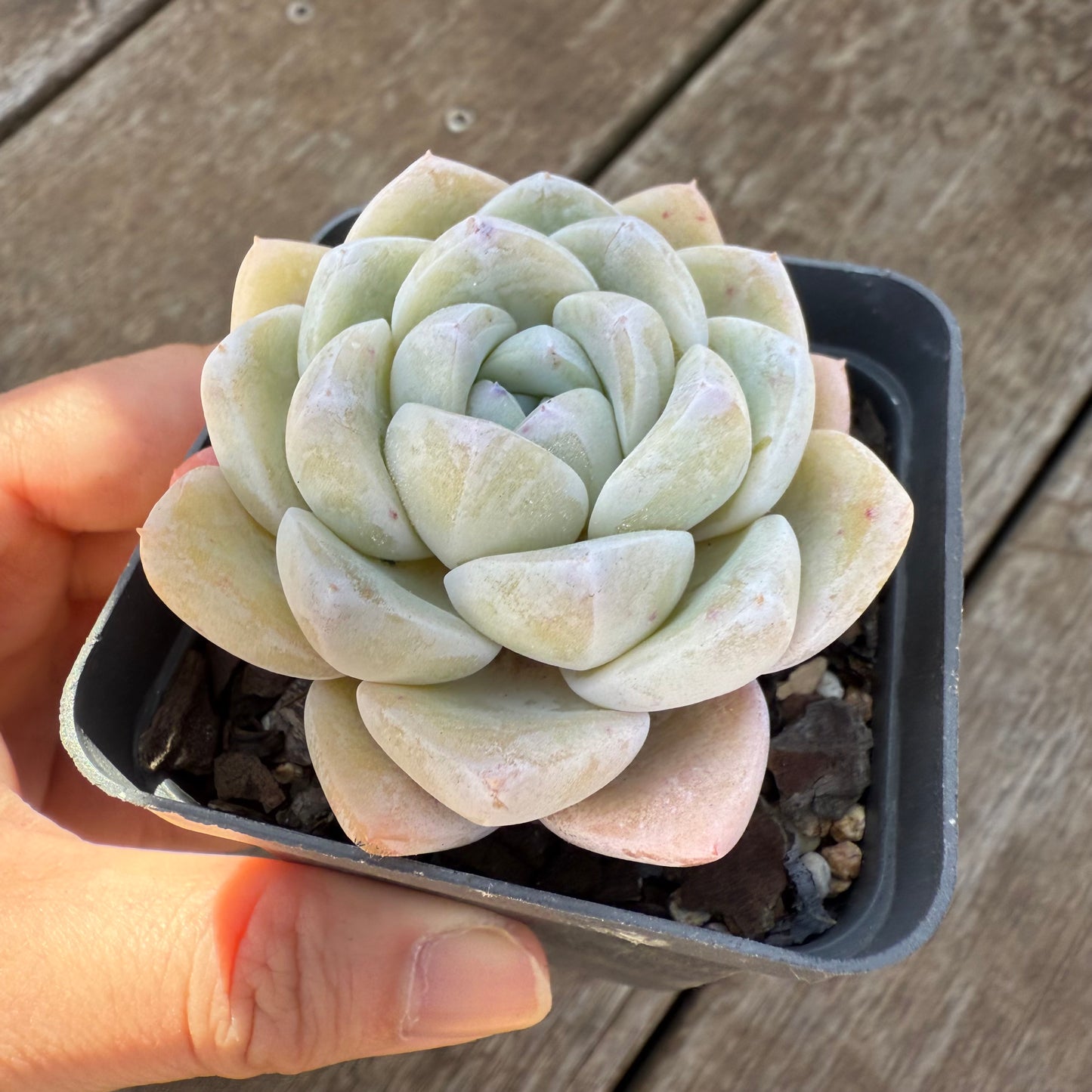 1908 Echeveria 'White Shell'