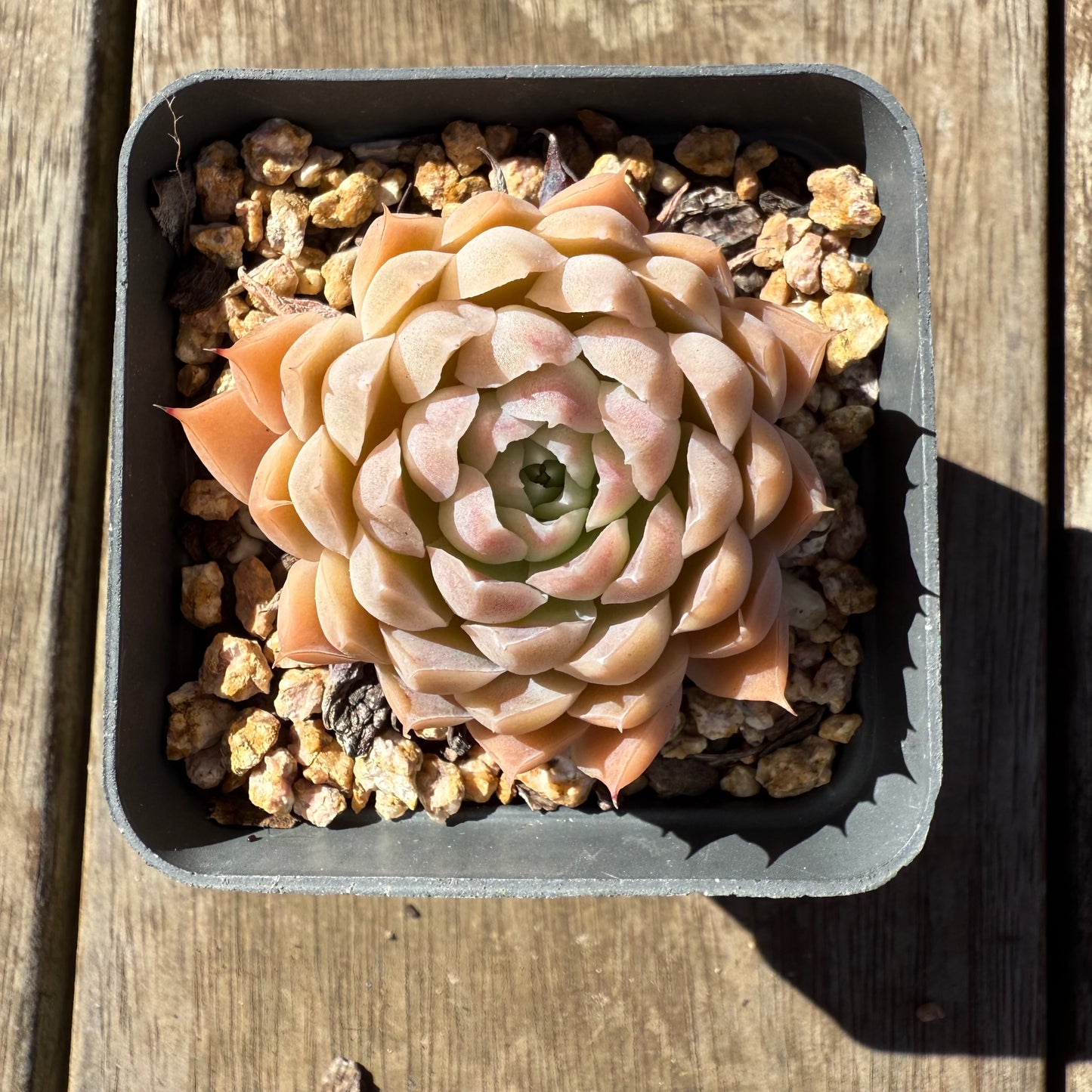 1908 Echeveria 'Ferris Wheel'