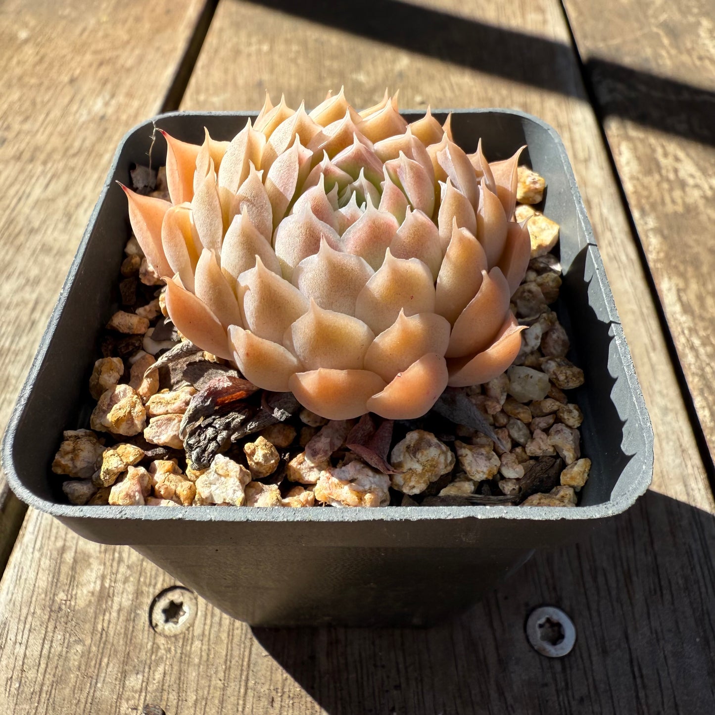 1908 Echeveria 'Ferris Wheel'