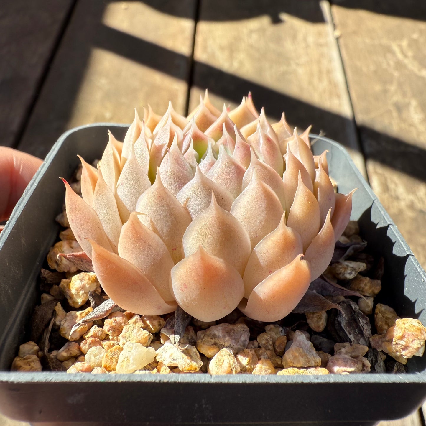 1908 Echeveria 'Ferris Wheel'