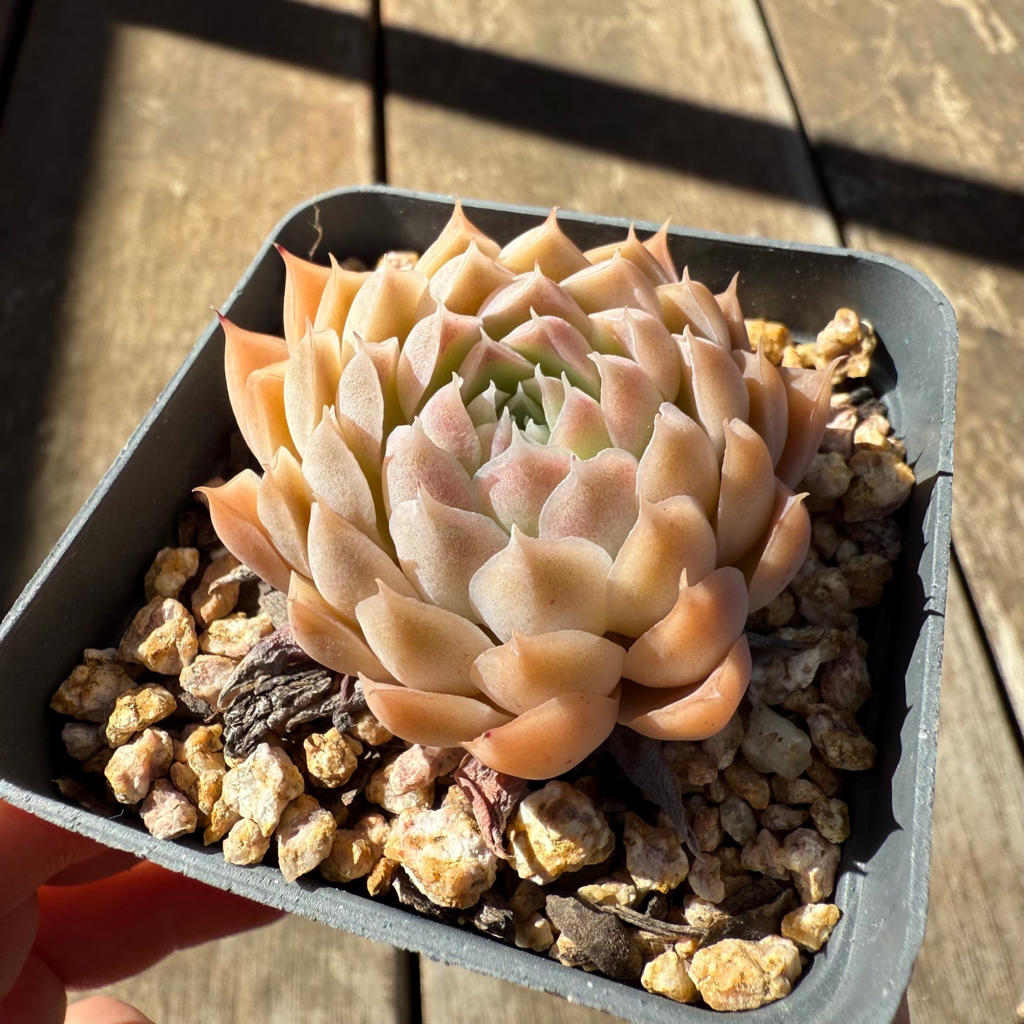 1908 Echeveria 'Ferris Wheel'