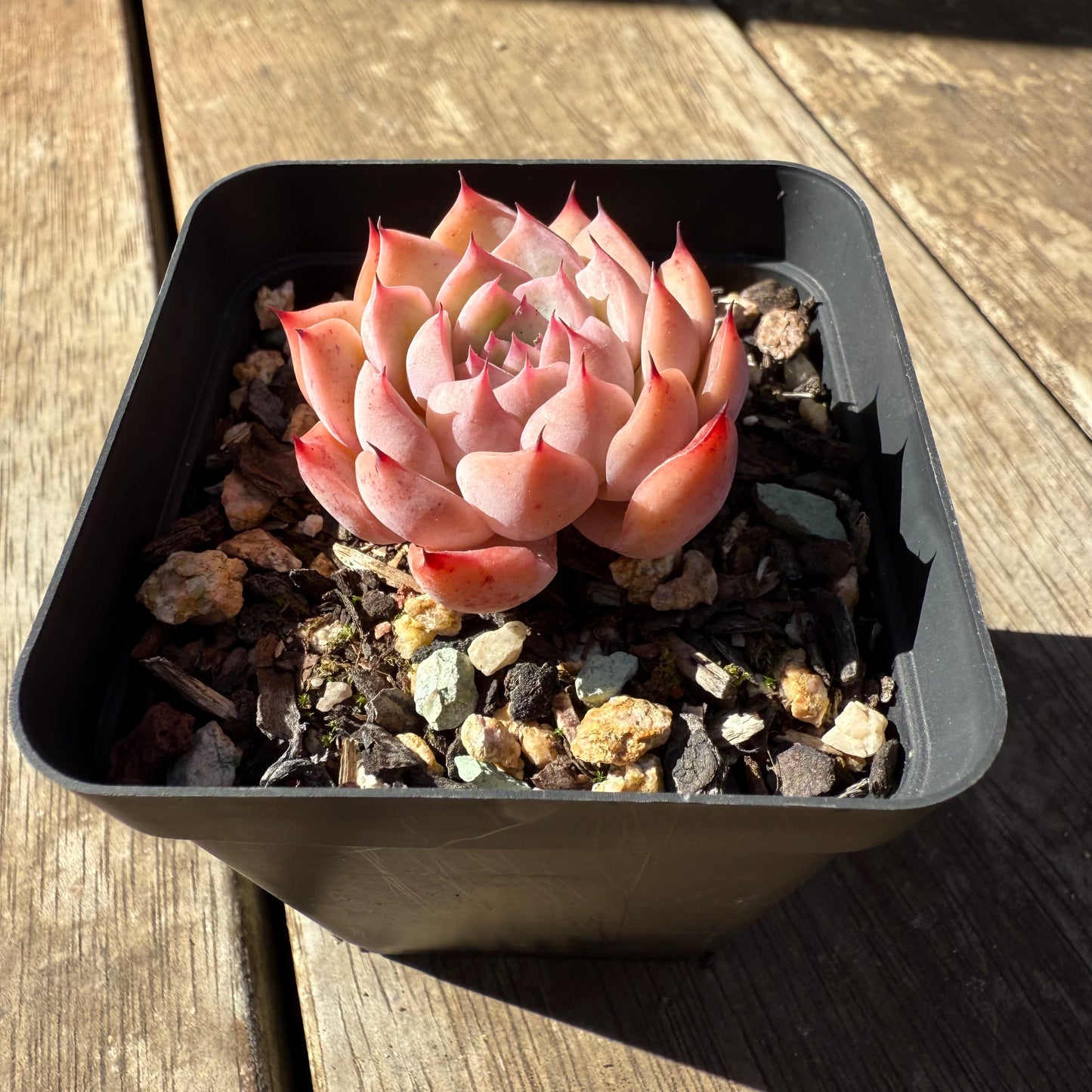 1908 Echeveria 'Firstlight'