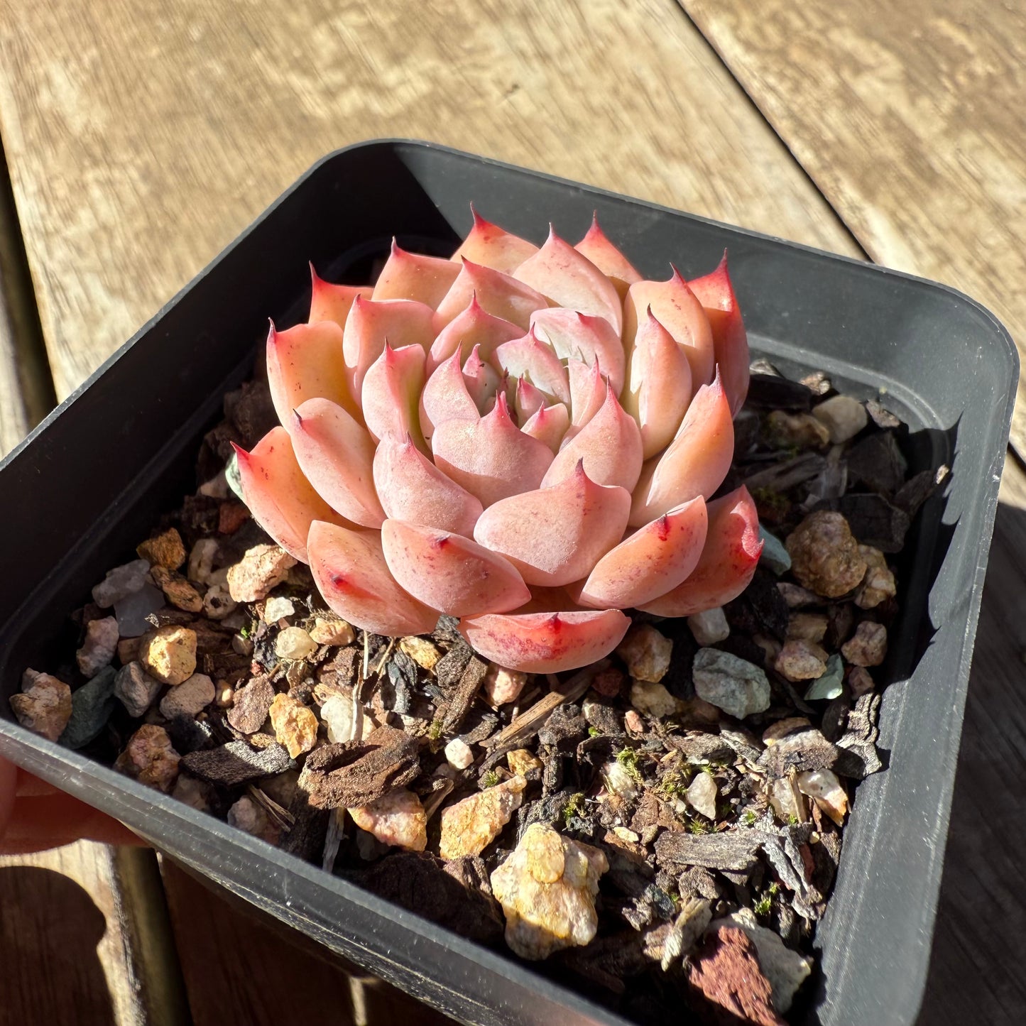 1908 Echeveria 'Firstlight'