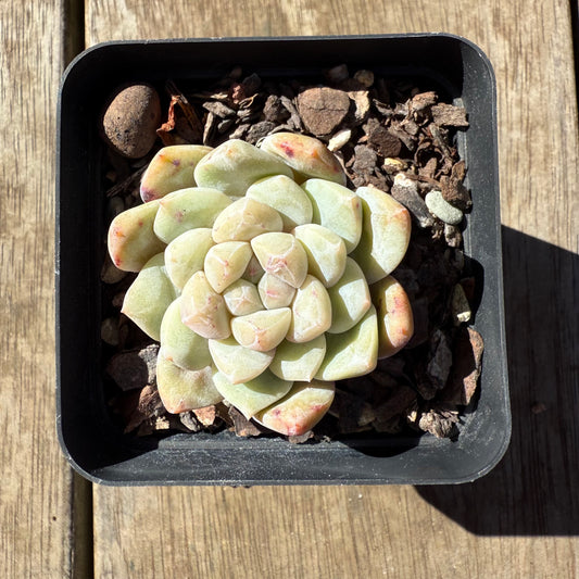 1908 Echeveria 'Frosty Diamond' - Korean Form