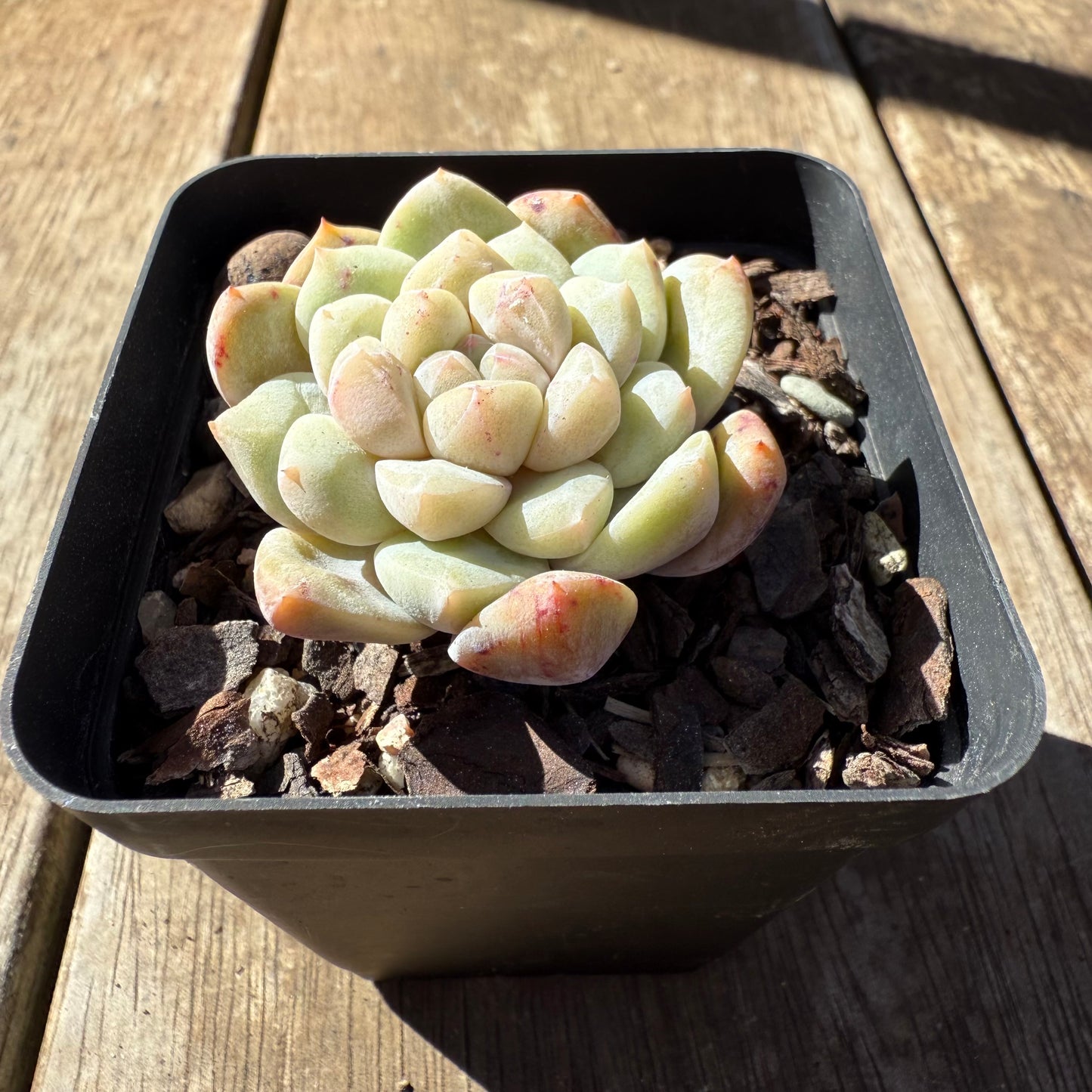 1908 Echeveria 'Frosty Diamond' - Korean Form