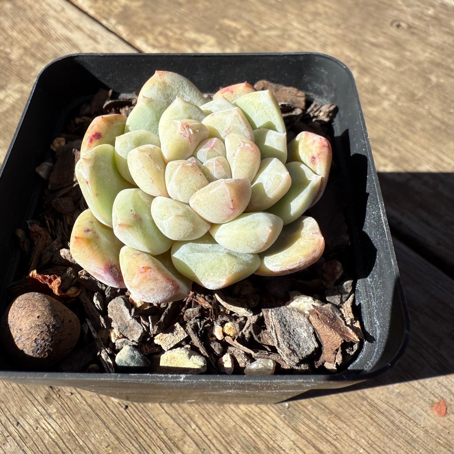 1908 Echeveria 'Frosty Diamond' - Korean Form