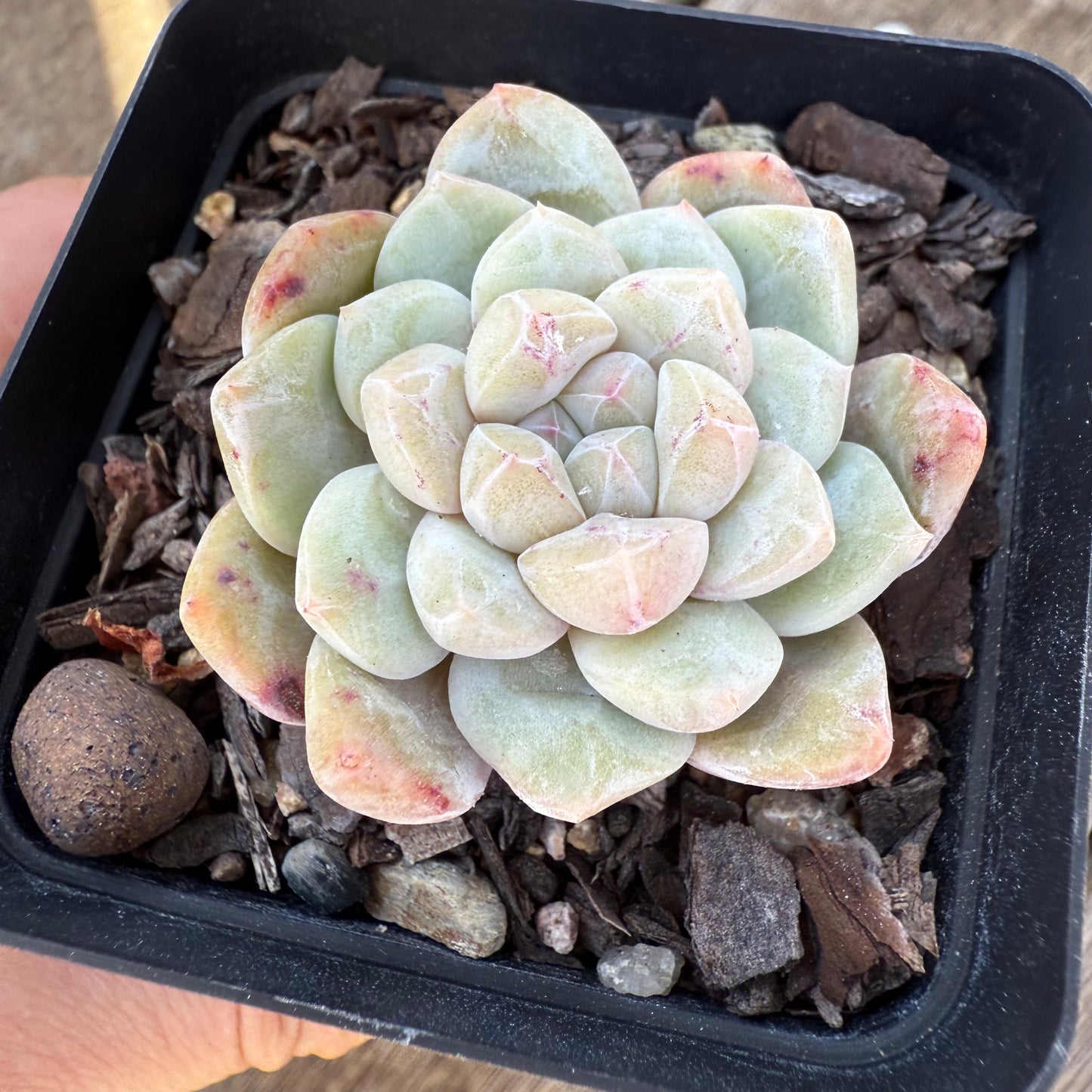 1908 Echeveria 'Frosty Diamond' - Korean Form