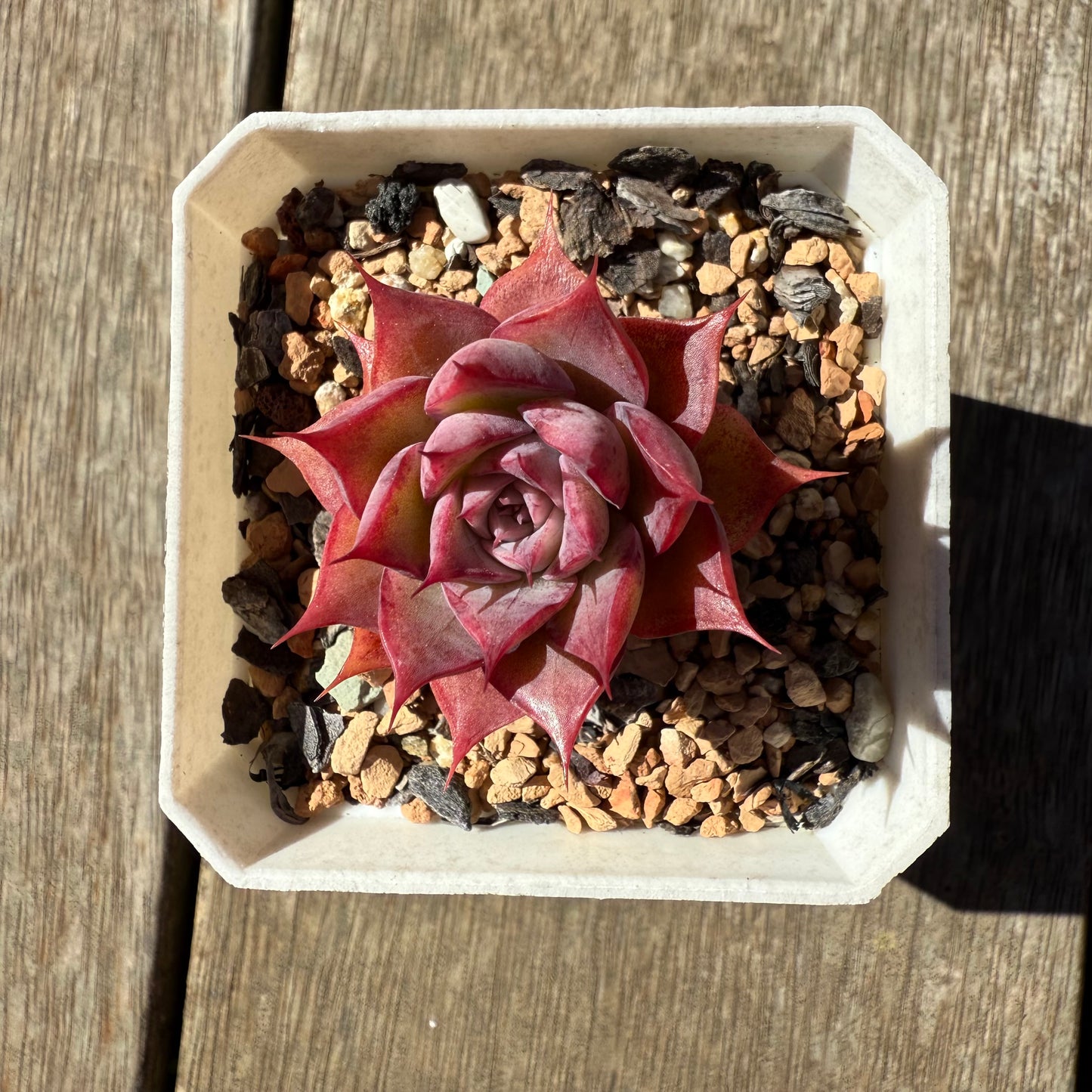 1908 Echeveria 'Guerlain' - Korean Form