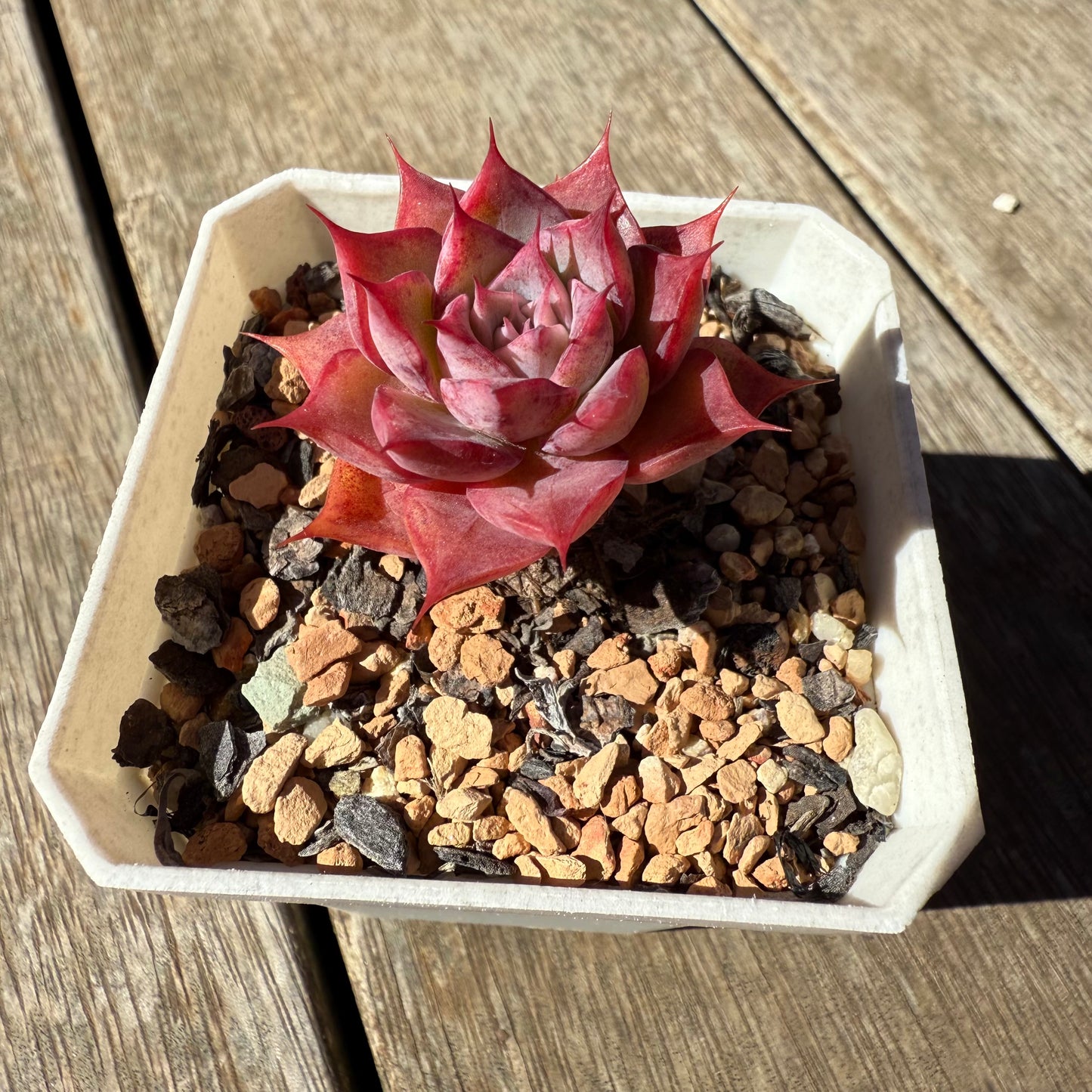 1908 Echeveria 'Guerlain' - Korean Form