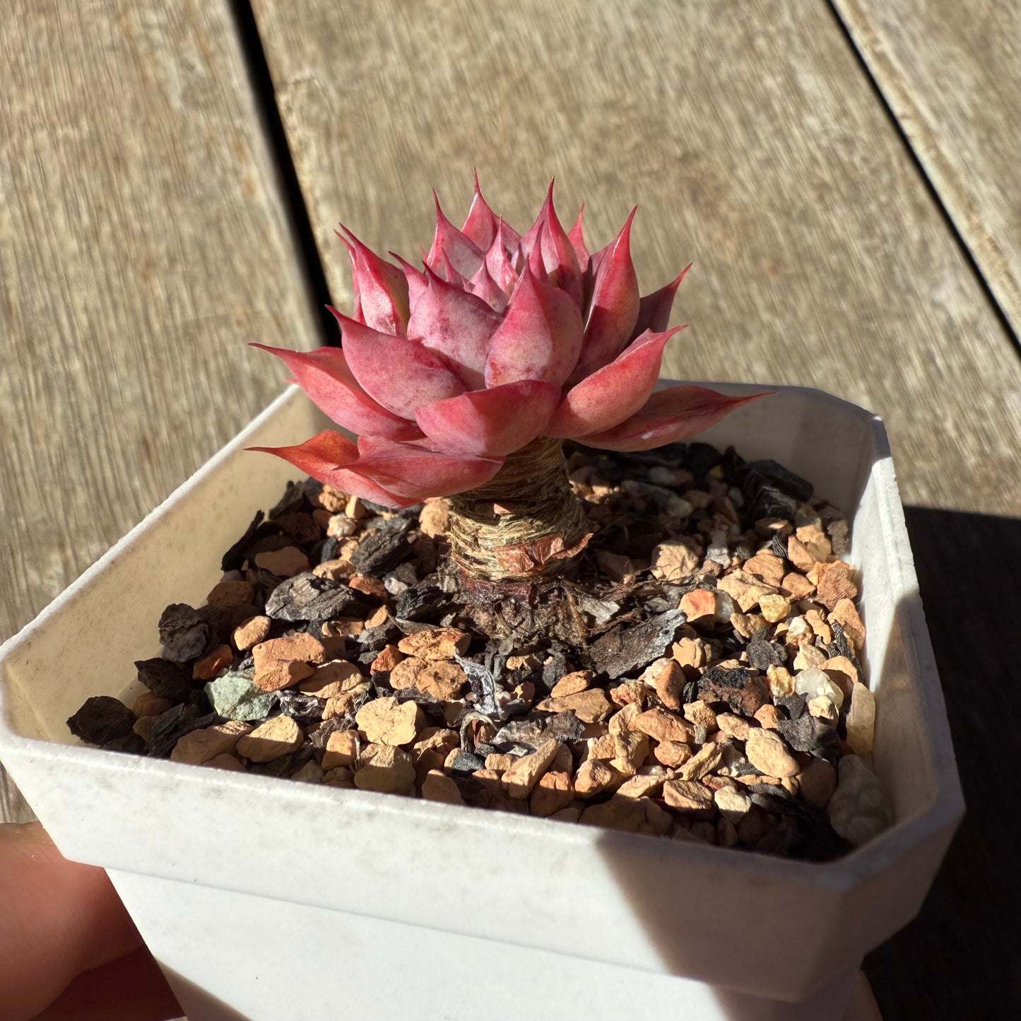 1908 Echeveria 'Guerlain' - Korean Form