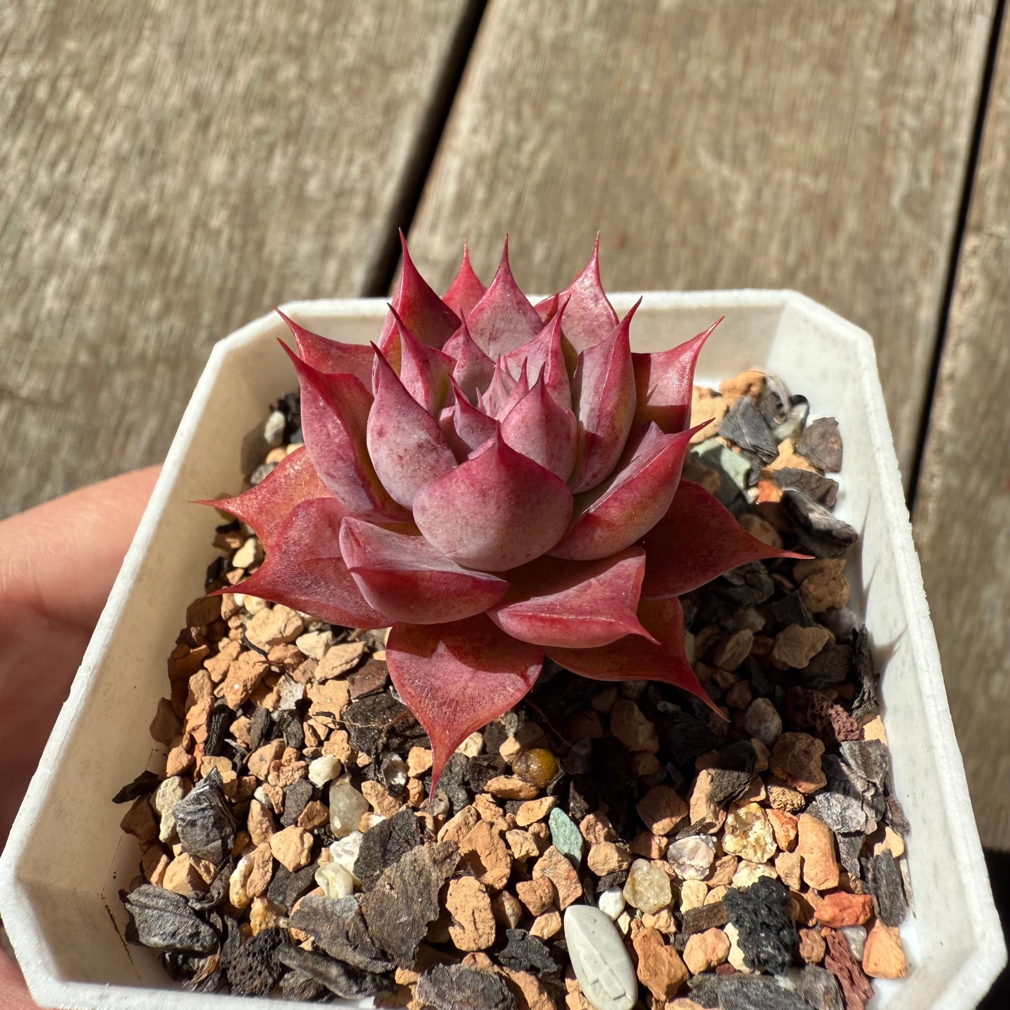1908 Echeveria 'Guerlain' - Korean Form