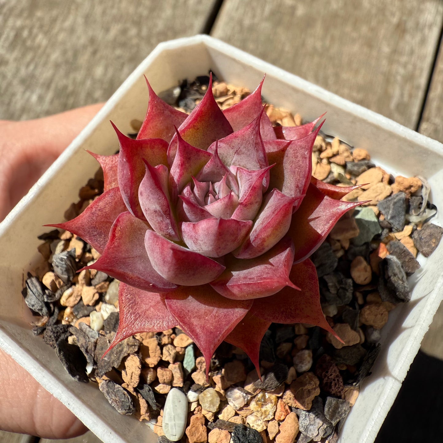 1908 Echeveria 'Guerlain' - Korean Form