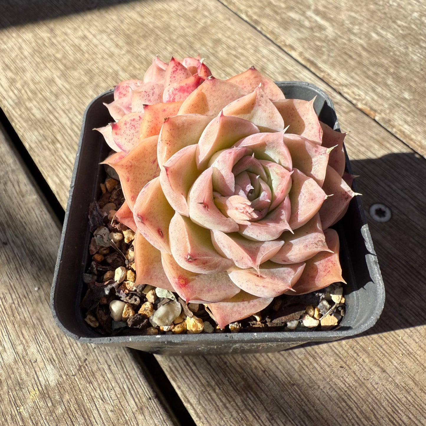 1908 Echeveria 'Jellyfish'