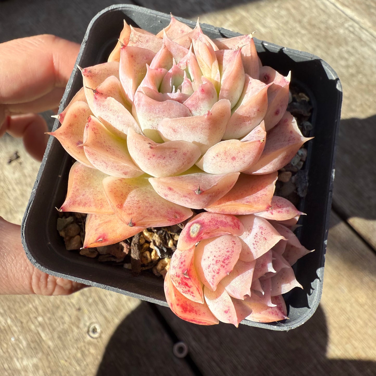 1908 Echeveria 'Jellyfish'