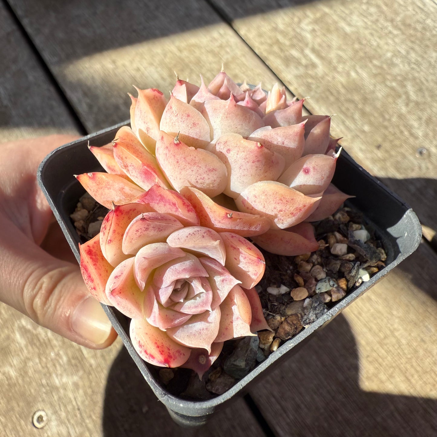 1908 Echeveria 'Jellyfish'