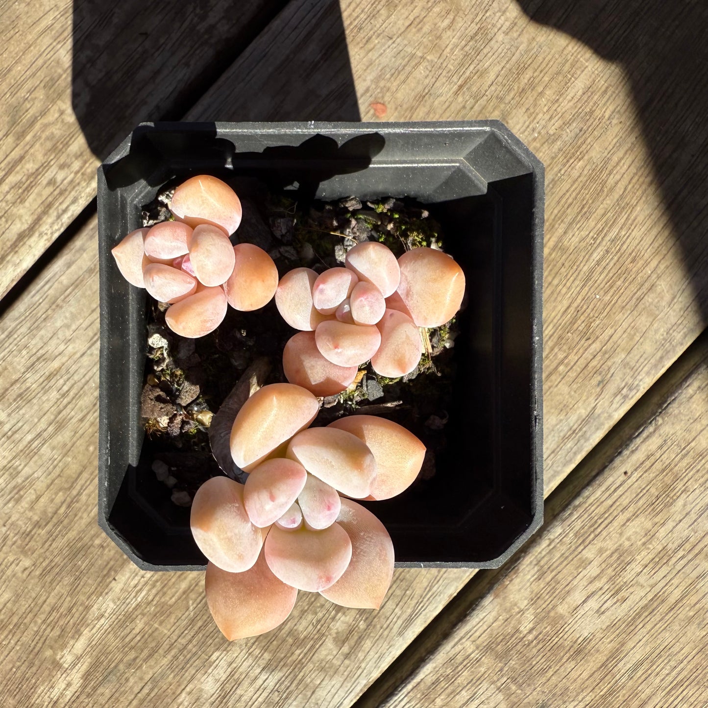 1908 Echeveria 'Lovell'