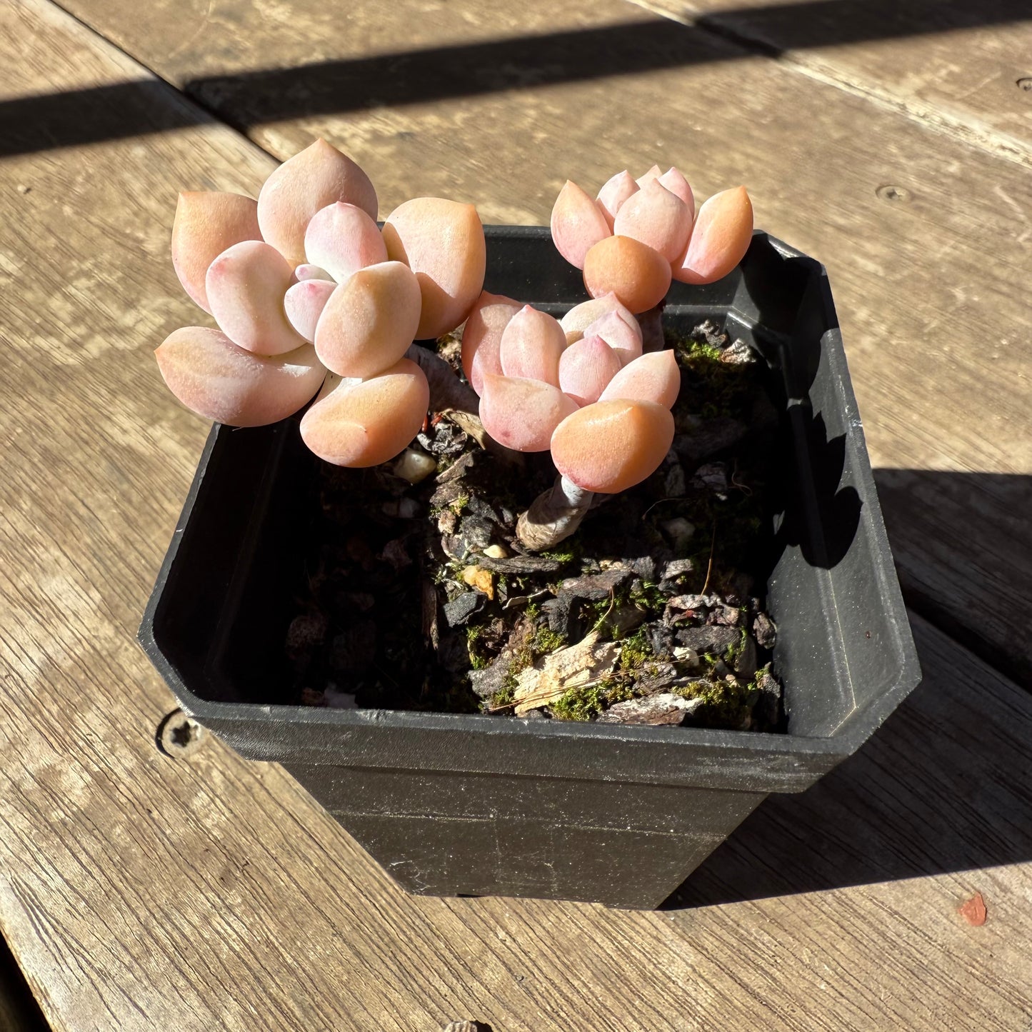 1908 Echeveria 'Lovell'