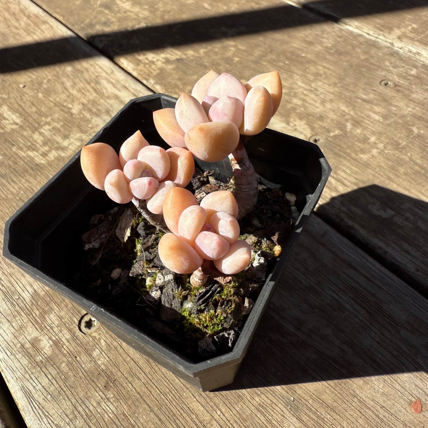 1908 Echeveria 'Lovell'