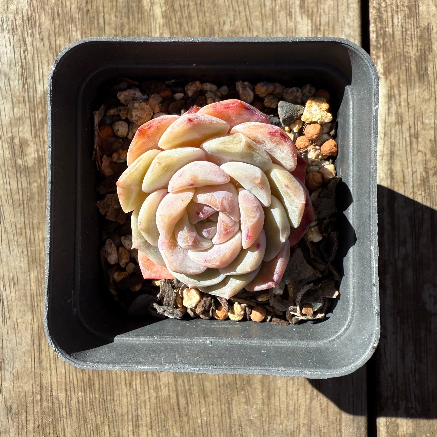 1908 Echeveria 'Pink Diamond'
