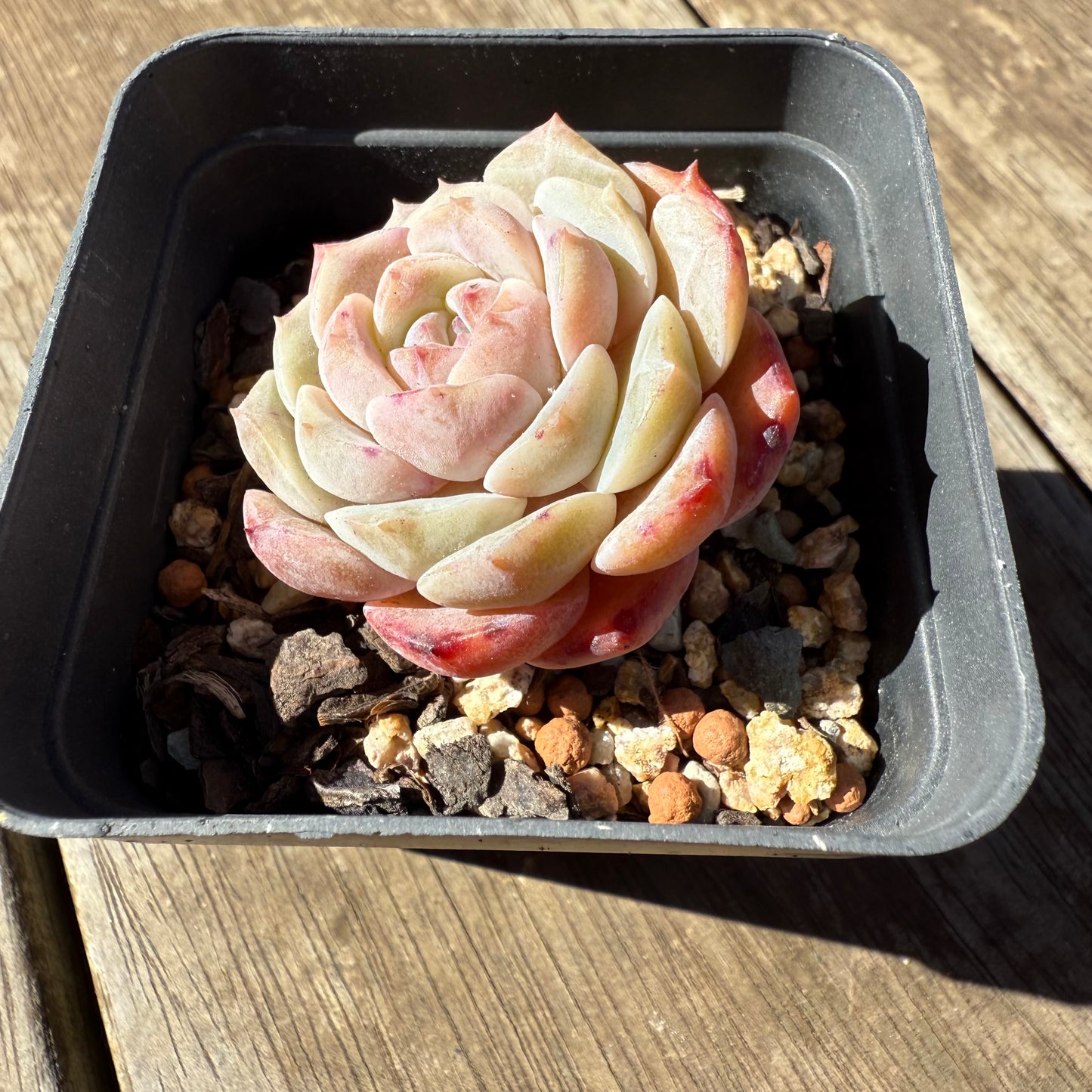 1908 Echeveria 'Pink Diamond'