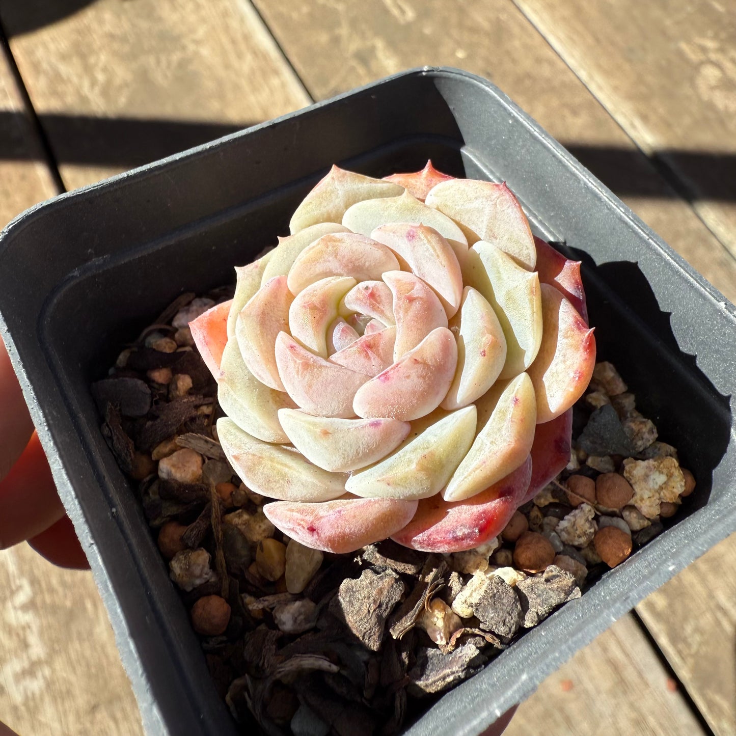 1908 Echeveria 'Pink Diamond'