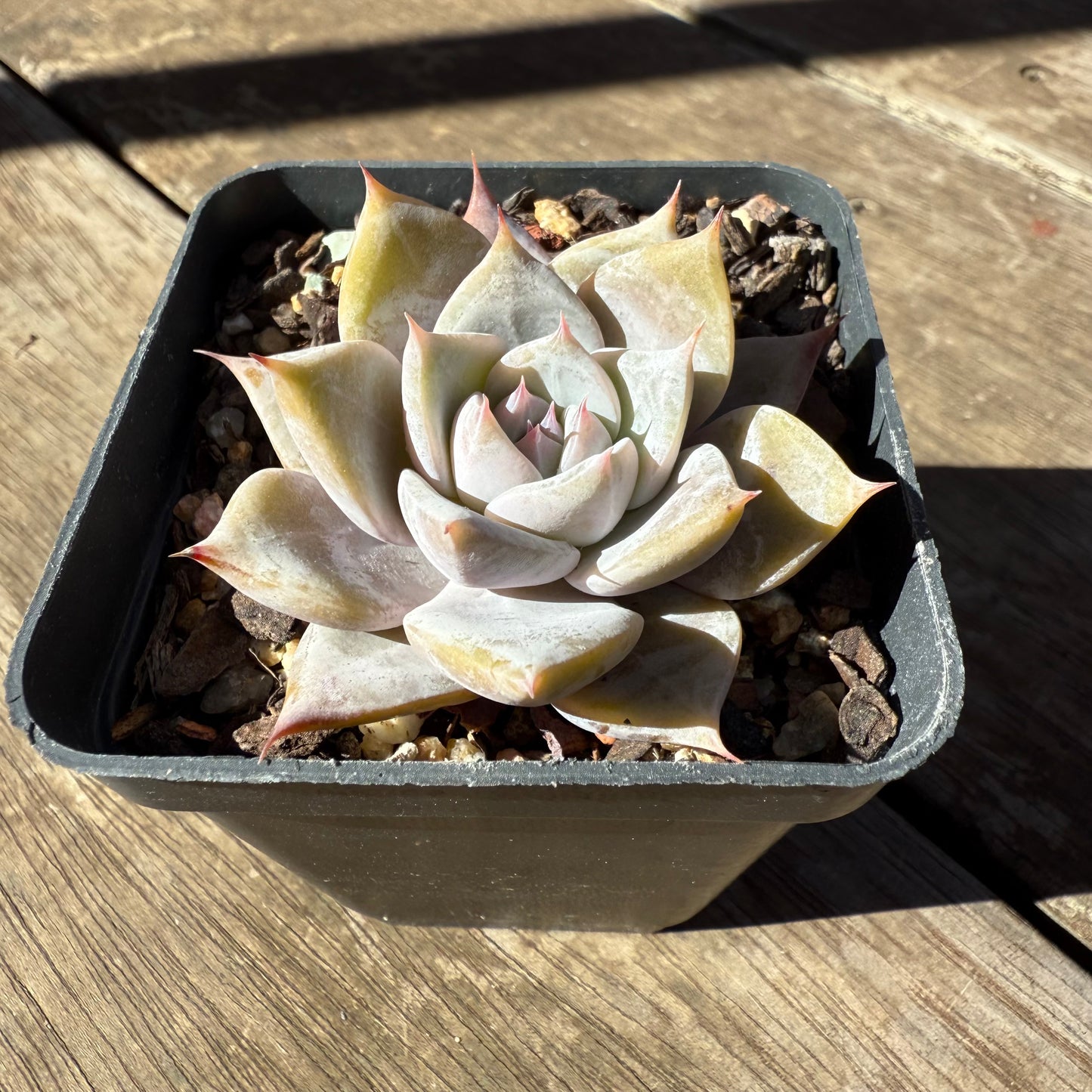 1908 Echeveria 'Snowflake'
