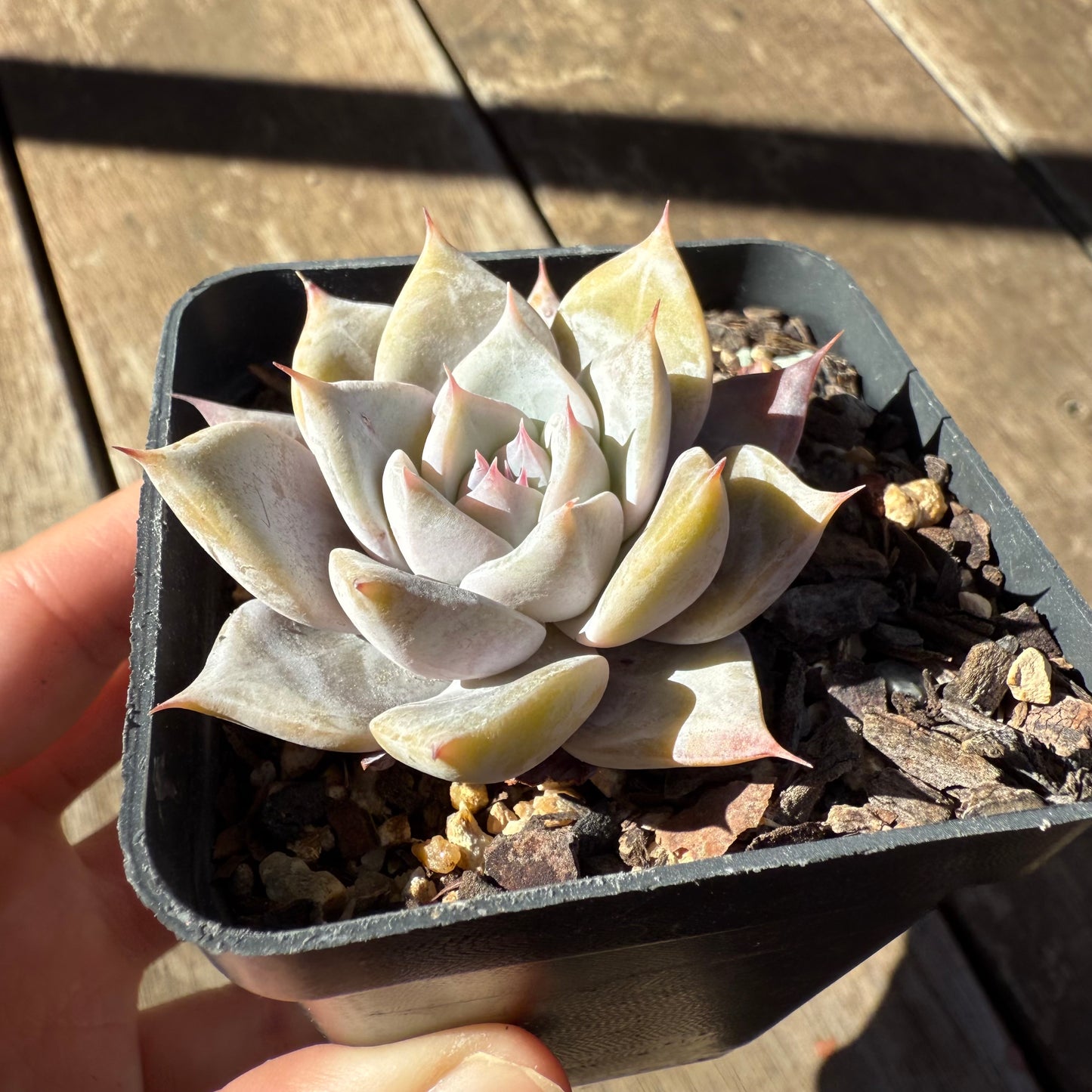 1908 Echeveria 'Snowflake'