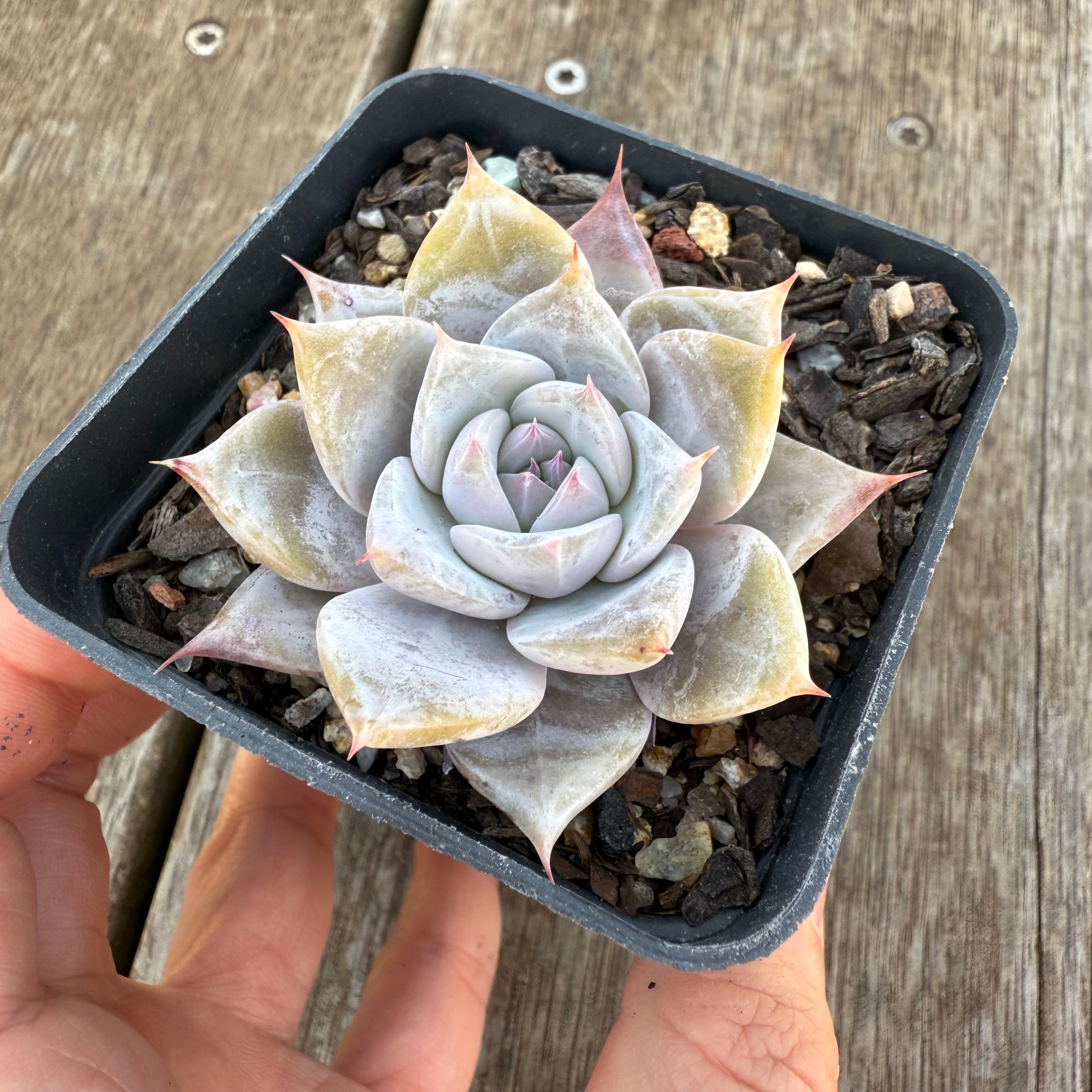 snowflake succulent 1908 Echeveria 'Snowflake'