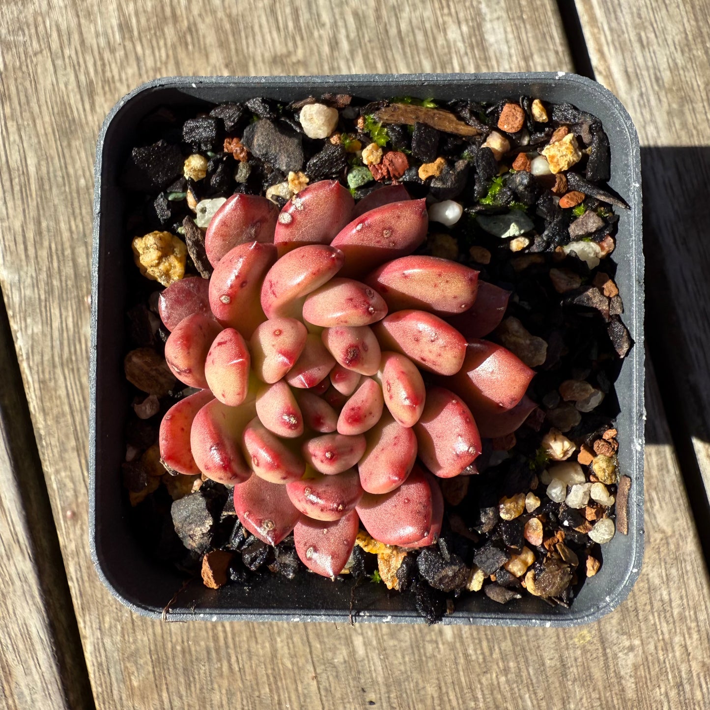 1908 Graptoveria Bashful / Pink Ruby