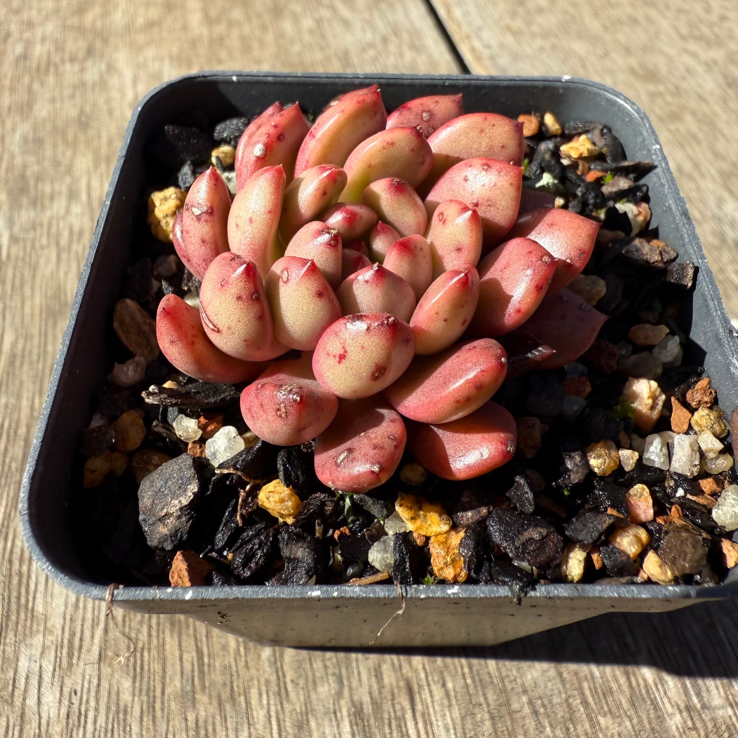 1908 Graptoveria Bashful / Pink Ruby