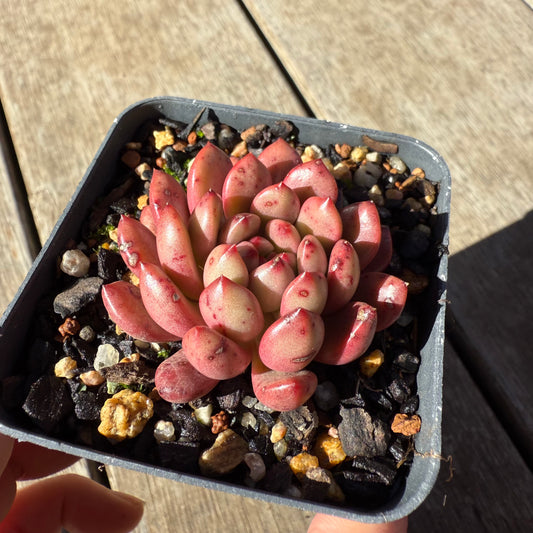 1908 Graptoveria Bashful / Pink Ruby