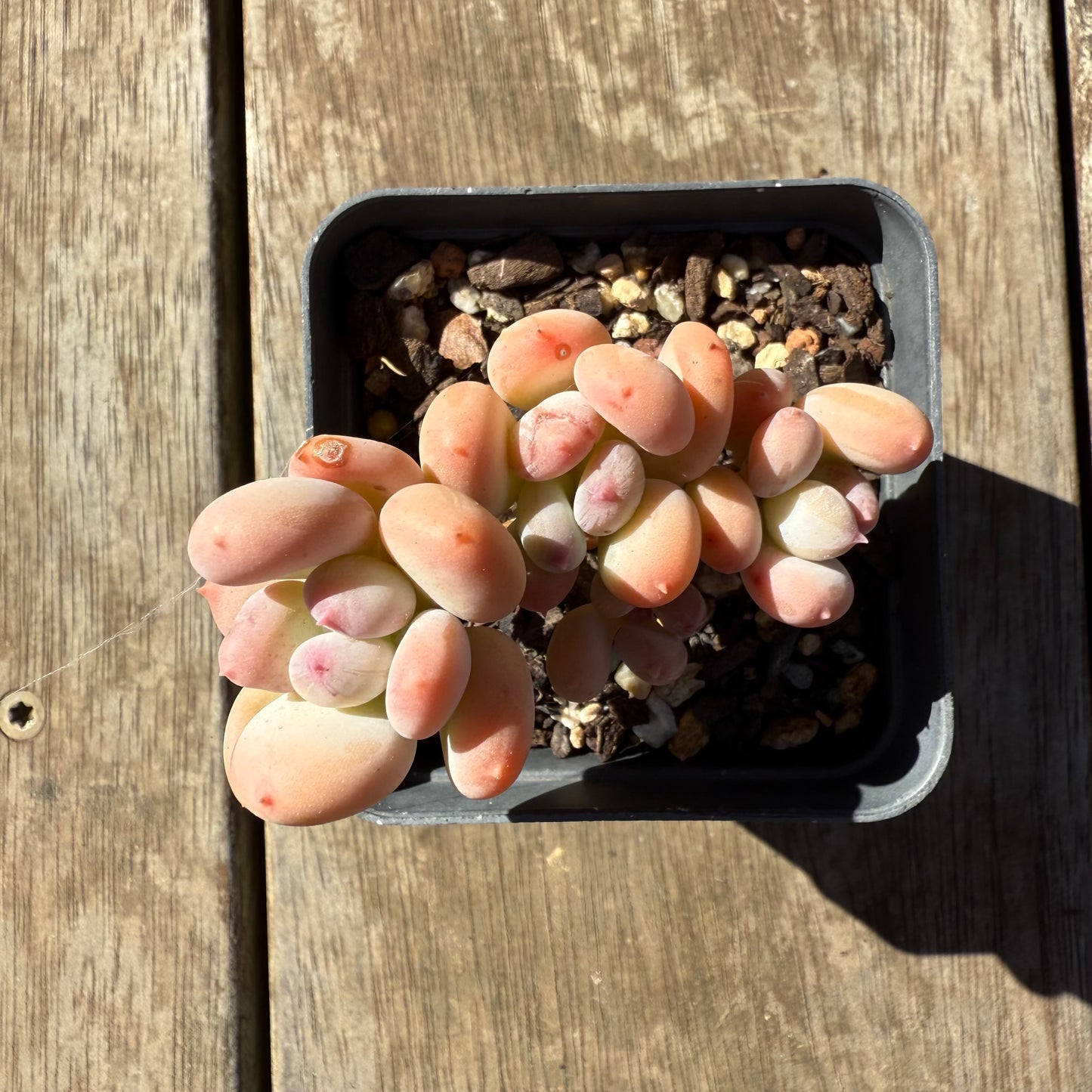 1908 Pachyphytum Oviferum Mikadukibijin