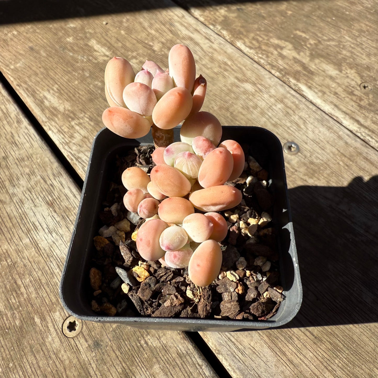 1908 Pachyphytum Oviferum Mikadukibijin