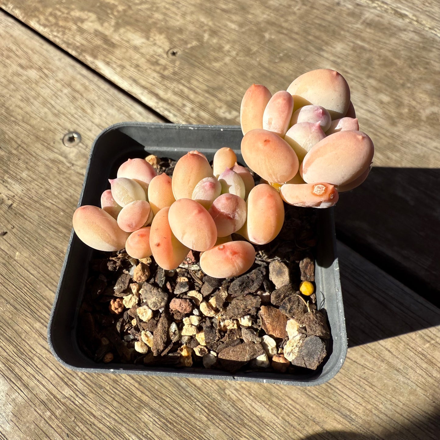 1908 Pachyphytum Oviferum Mikadukibijin