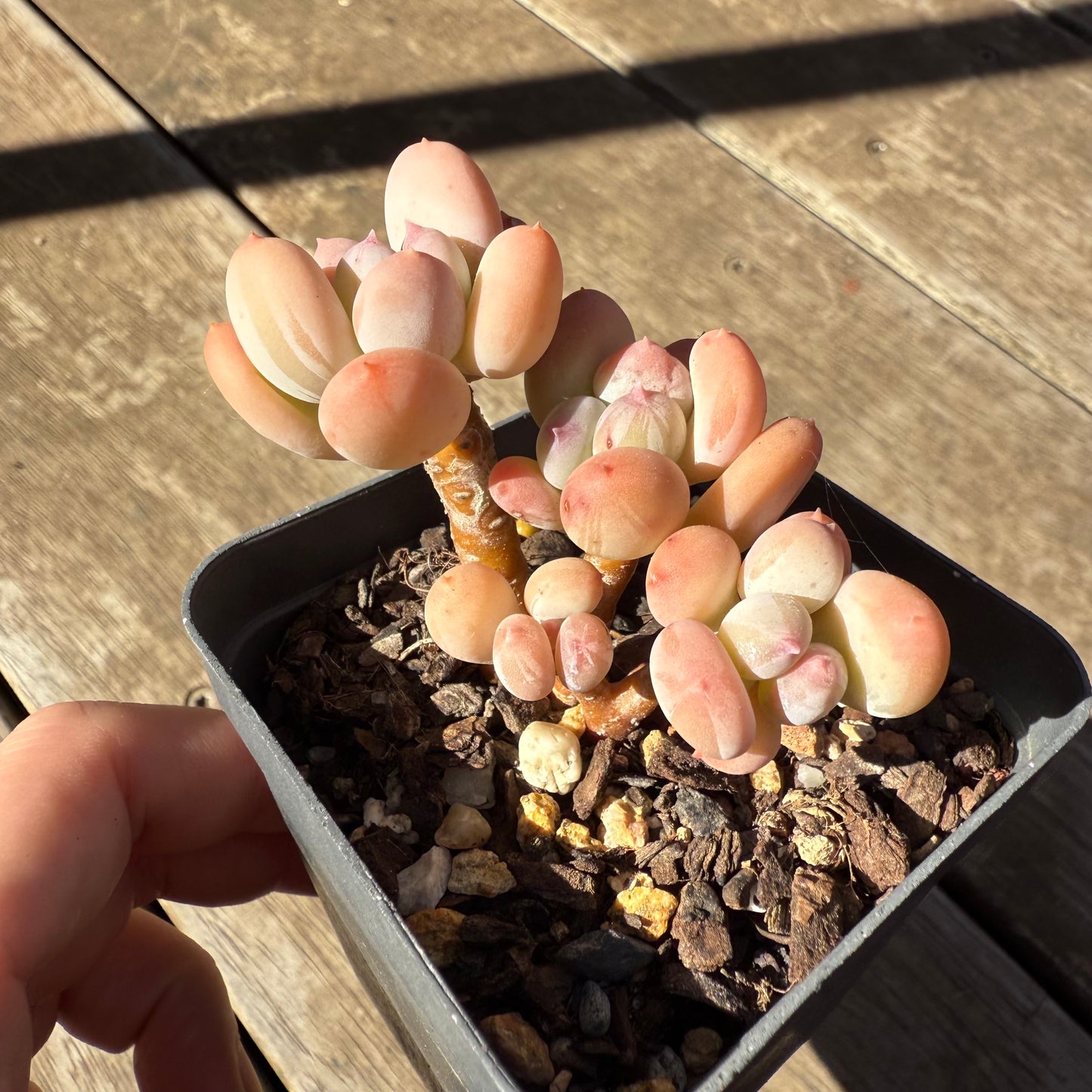 1908 Pachyphytum Oviferum Mikadukibijin