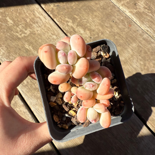 1908 Pachyphytum Oviferum Mikadukibijin