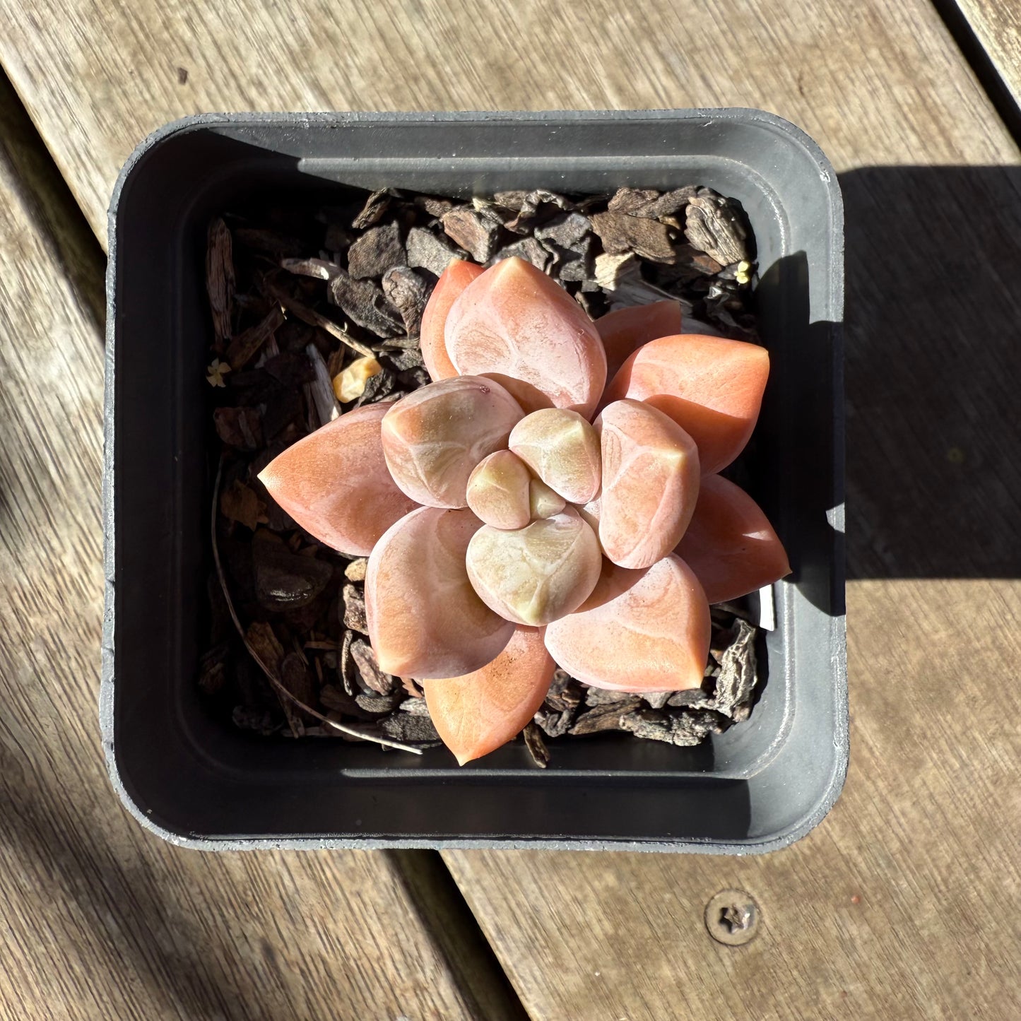 1908 Pachyveria Blue Finger