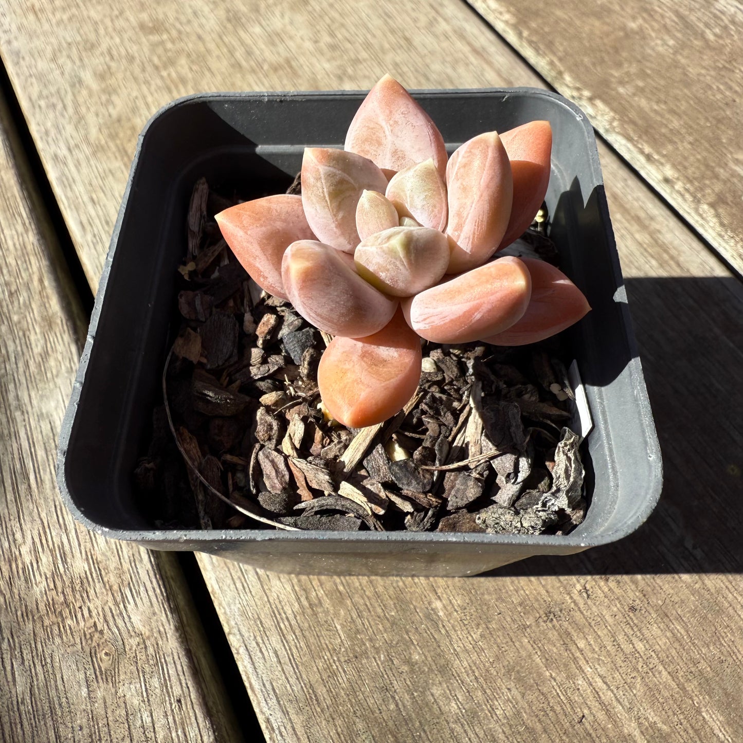 1908 Pachyveria Blue Finger